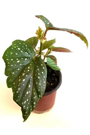 Çilli Begonya Çiçeği 1 ADET 8,5 Saksılı 10-20Cm