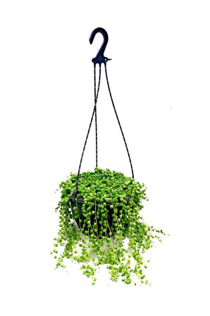 İnci Tanesi Tespih Çiçeği Makrome Saksılı 20-30Cm (Senecio rowleyanus)