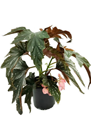 Pembe Çiçekli Çınar Begonya Çiçeği 1 Adet Saksılı 30-40cm