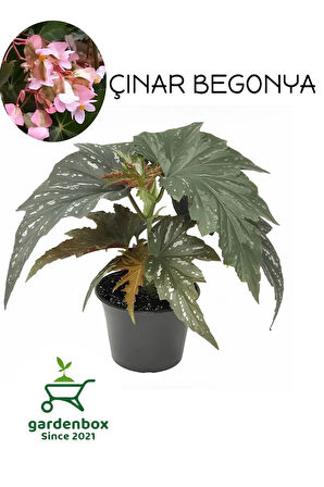 Pembe Çiçekli Çilli Çınar Begonya Çiçeği 1 ADET Saksılı 30-40Cm