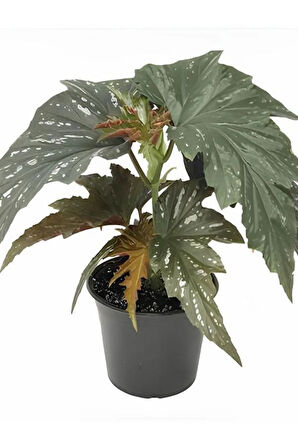 Pembe Çiçekli Çilli Çınar Begonya Çiçeği 1 ADET Saksılı 30-40Cm