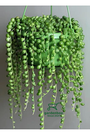 Boncuk Tespih Çiçeği 1 ADET Makrome Saksılı 20-30Cm(Senecio rowleyanus)