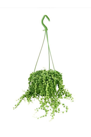 Boncuk Tespih Çiçeği 1 ADET Makrome Saksılı 20-30Cm(Senecio rowleyanus)