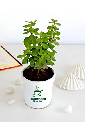Yeşim Para Çiçeği 1 ADET Dekoratif Canlı Bitki 10-15Cm(Crassula)