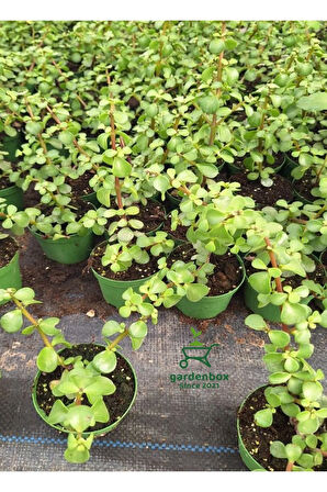 Yeşim Para Çiçeği 1 ADET Dekoratif Canlı Bitki 10-15Cm(Crassula)