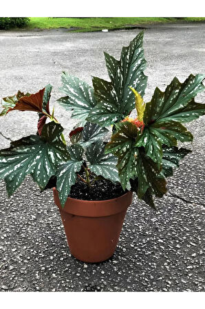 Çiçekli Çilli Çınar Begonya Çiçeği 1 ADET Saksılı 30-40Cm