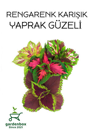 Karışık Renk Yaprak Güzeli 5 ADET Kolyoz Cam Güzeli