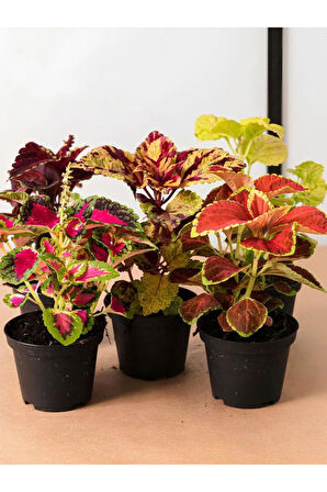 Karışık Renk Yaprak Güzeli 5 ADET Kolyoz Cam Güzeli