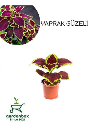 Yaprağı Güzel Kolyos Çiçeği 1 ADET Saksılı 10-20cm