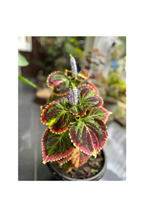 Kolyos Yaprak Güzeli Çiçeği 1 Adet 10-20cm Saksılı