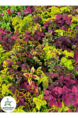 Kırmız Yaprak Güzeli Çiçeği 1 ADET Saksılı (RED KOLYOS)