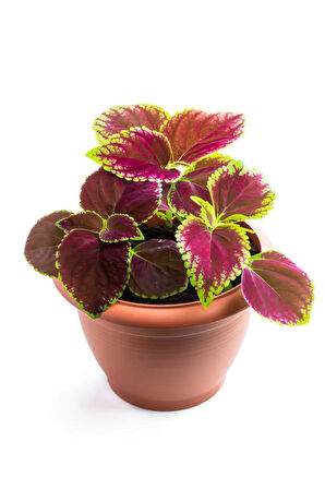 Yaprak Güzeli Çiçeği 1 ADET 10-20Cm (Coleus)
