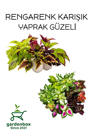 Karışık Yaprak Güzeli Çiçeği 10 ADET Kolyos MİX