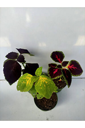 Kolyoz Yaprak Güzeli kolyos Çiçeği 3 ADET Saksılı Balkon Çiçeği