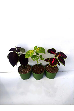 Kolyoz Yaprak Güzeli kolyos Çiçeği 3 ADET Saksılı Balkon Çiçeği