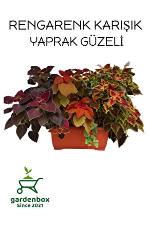 Yaprak Güzeli Çiçeği 4 Adet Kolyos MİX
