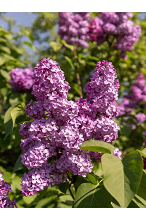 Mis Kokulu Leylak Çiçeği 1 ADET Saksılı/Tüplü 40-60Cm Dış Mekan Bitkisi (Syringa)