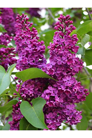 Leylak Çiçeği Fidanı 1 ADET Saksılı/Tüplü (30-60Cm) Behçe Peyzaj Bitkisi(Syringa)