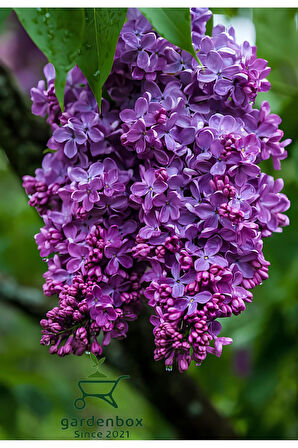Harika Kokulu Leylak Çiçeği Fidanı 1 ADET Saklsılı (40-60Cm) Bahçe Çiçeği (Syringa)