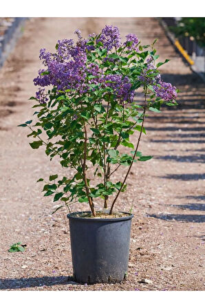Harika Kokulu Leylak Çiçeği Fidanı 1 ADET Saklsılı (40-60Cm) Bahçe Çiçeği (Syringa)