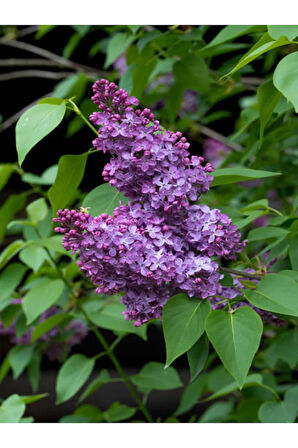 Harika Kokulu Leylak Çiçeği Fidanı 1 ADET Saklsılı (40-60Cm) Bahçe Çiçeği (Syringa)