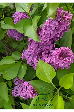 Yoğun Kokulu Leylak Çiçeği Fidanı 1 ADET Saksılı (40-60cm) Dış Mekan Bitkisi(Syringa)