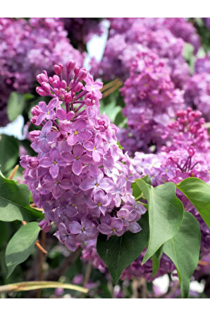 Yoğun Kokulu Leylak Çiçeği Fidanı 1 ADET Saksılı (40-60cm) Dış Mekan Bitkisi(Syringa)