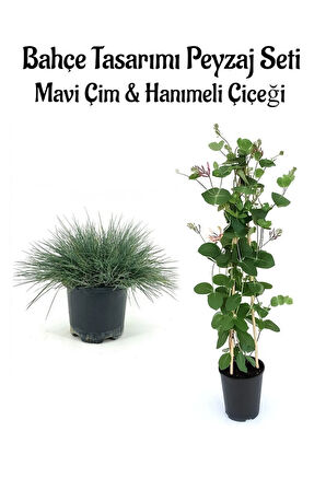 Kampanyalı Avantajlı Ürün Mavi Çim 1 ADET Saksılı (10-20cm)+Hanımeli Çiçeği (30-60cm) 1ADET