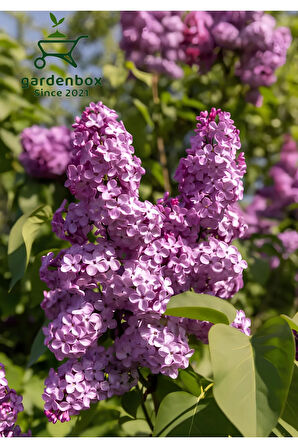 Leylak Çiçeği Fidanı 1 ADET Saksılı/Tüplü (30-60Cm) Behçe Peyzaj Bitkisi