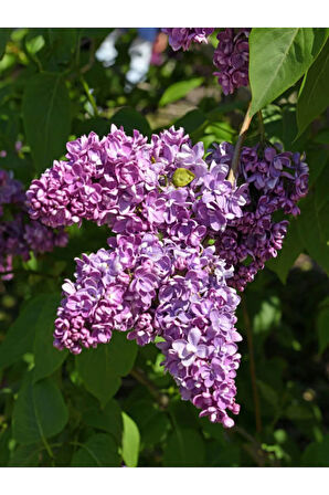 Leylak Çiçeği Fidanı 1 ADET Saksılı/Tüplü (30-60Cm) Behçe Peyzaj Bitkisi