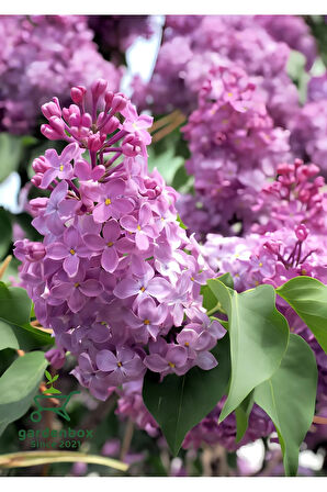 Kokulu Leylak Çiçeği Fidanı 1 Adet Saksılı 30-60cm Bahçe Çiçeği (Syringa)