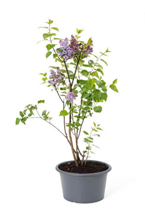 Kokulu Leylak Çiçeği Fidanı 1 Adet Saksılı 30-60cm Bahçe Çiçeği (Syringa)