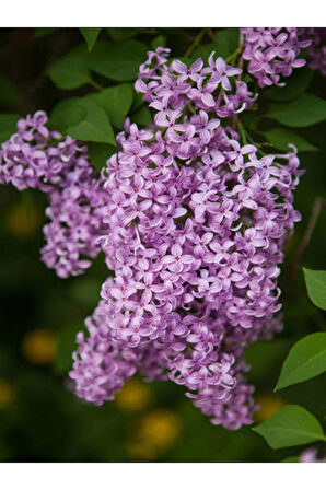 Kokulu Leylak Çiçeği Fidanı 1 Adet Saksılı 30-60cm Bahçe Çiçeği (Syringa)