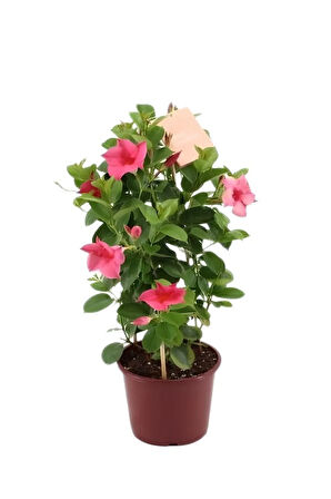 Japon Şemsiyesi 1 Adet Saksılı+Pembe Mandevilla Çiçeği 1 Adet Saksılı Salon Seti