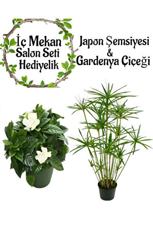 Japon Şemsiyesi(40-60)Cm 1 Adet Saksılı+Kokulu Gardenya(20-30cm) 1 Adet Saksılı