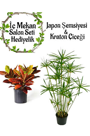 Japon Şemsiyesi(40-60)Cm 1 Adet Saksılı+Kraton Bitkisi (20-40cm)1 Adet Saksılı