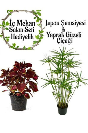 Japon Şemsiyesi (40-60cm)1 Adet Saksılı+Yaprak Güzeli Çiçeği 1 Adet Saksılı Salon Seti