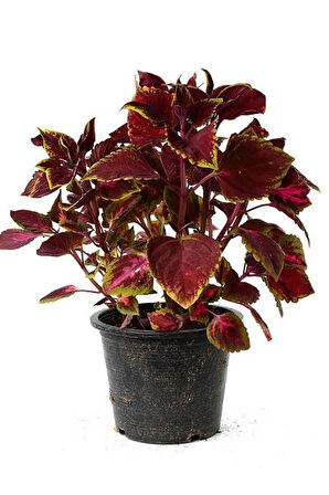 Japon Şemsiyesi (40-60cm)1 Adet Saksılı+Yaprak Güzeli Çiçeği 1 Adet Saksılı Salon Seti