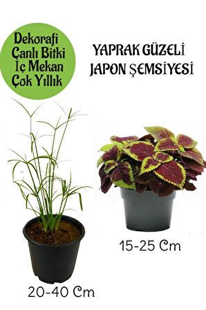 Japon Şemsiyesi 1 Adet Saksılı+ Yaprak Güzeli Çiçeği 1 Adet Saksılı Salon Bitkisi