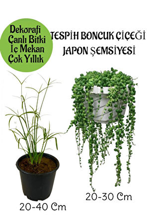 Japon Şemsiyesi 1 Adet Saksılı+Tespih Boncuk Çiçeği 1 Adet Saksılı Salon Seti