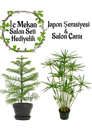 Japon Şemsiyesi (40-60cm)1 Adet Saksılı+Salon Çamı(30-40)Cm 1 Adet Saksılı