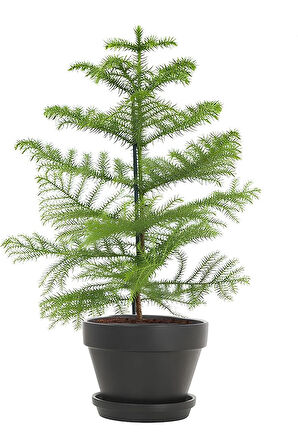 Japon Şemsiyesi (40-60cm)1 Adet Saksılı+Salon Çamı(30-40)Cm 1 Adet Saksılı