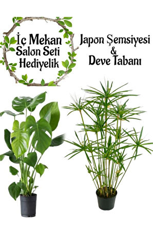 Japon Şemsiyesi(40-60)Cm 1 Adet Saksılı+Deve Tabanı Bitkisi (50-70cm)1 Adet Saksılı
