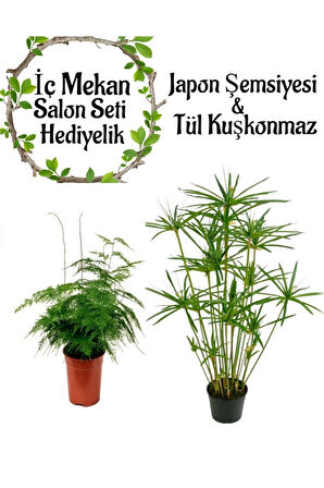 Japon Şemsiyesi(40-60)Cm 1 Adet Saksılı+Tül Kuşkonmaz Çiçeği(15-25cm)1 Adet Saksılı