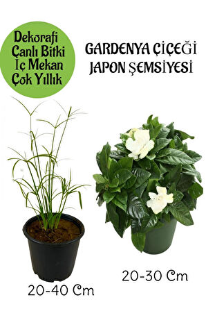 Japon Şemsiyesi 1 Adet Saksılı+Kokulu Gardenya Çiçeği 1 Adet Saksılı Salon Seti