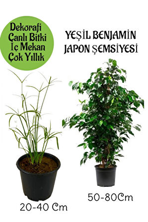 Japon Şemsiyesi 1 Adet Saksılı+ Yeşil Benjamin Bitkisi 1 Adet Saksılı Salon Bitkisi
