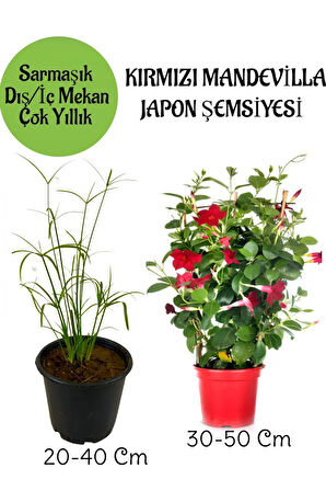 Japon Şemsiyesi 1 Adet Saksılı+Kırmızı Mandevilla Çiçeği 1 Adet Saksılı Salon Seti