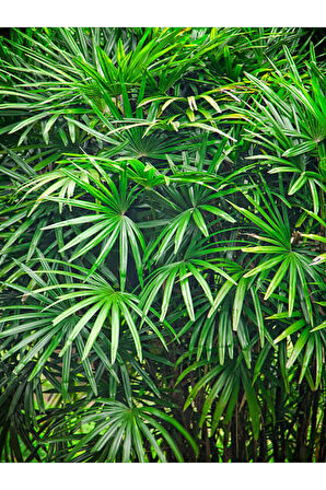 Parlak Yapraklı Japon Şemsiyesi Bitkisi 1 ADET Saksılı 30-50Cm(Cyperus Alternifolius)