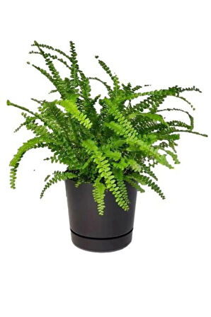 Japon Şemsiyesi(40-60)Cm 1 Adet Saksılı+Aşk Merdiveni Çiçeği(15-25cm)1 Adet Saksılı