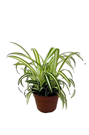 Japon Şemsiyesi (40-60cm)1 Adet Saksılı+Kurdele Çiçeği 1 Adet Saksılı Salon Seti
